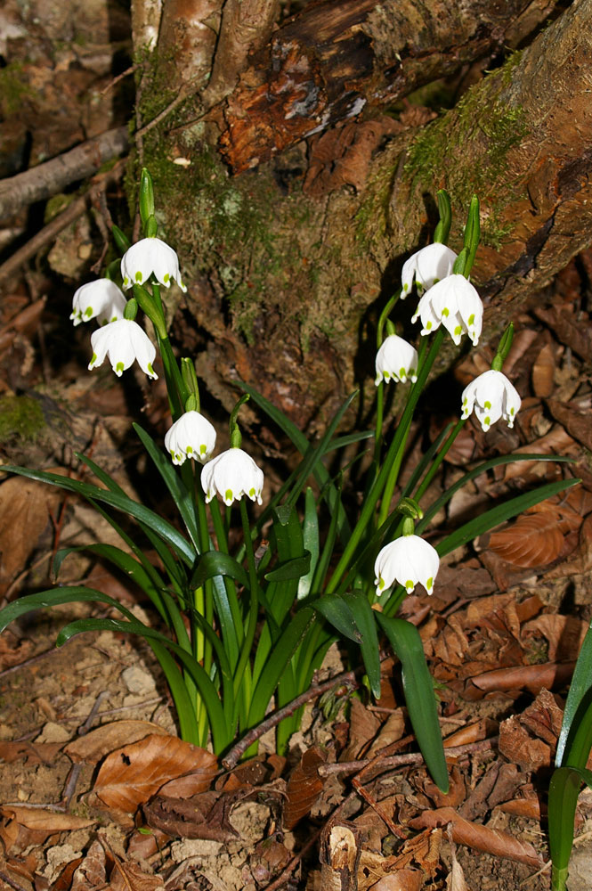 Leucojum vernum / Campanelle comuni